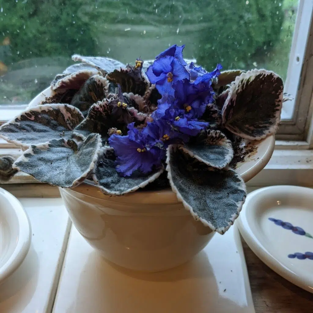 Flowering African violet