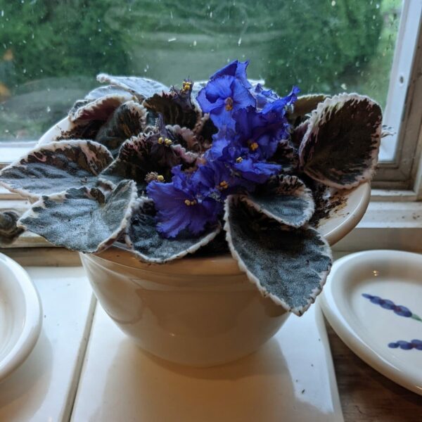 Flowering African violet