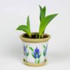 Field of Iris Flower Pot Bud