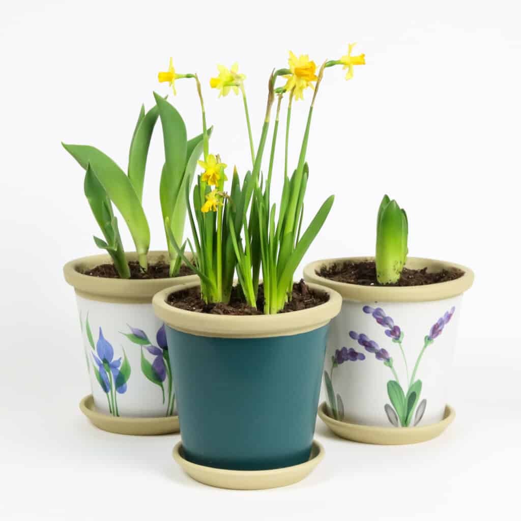 Flower Pots Flowers