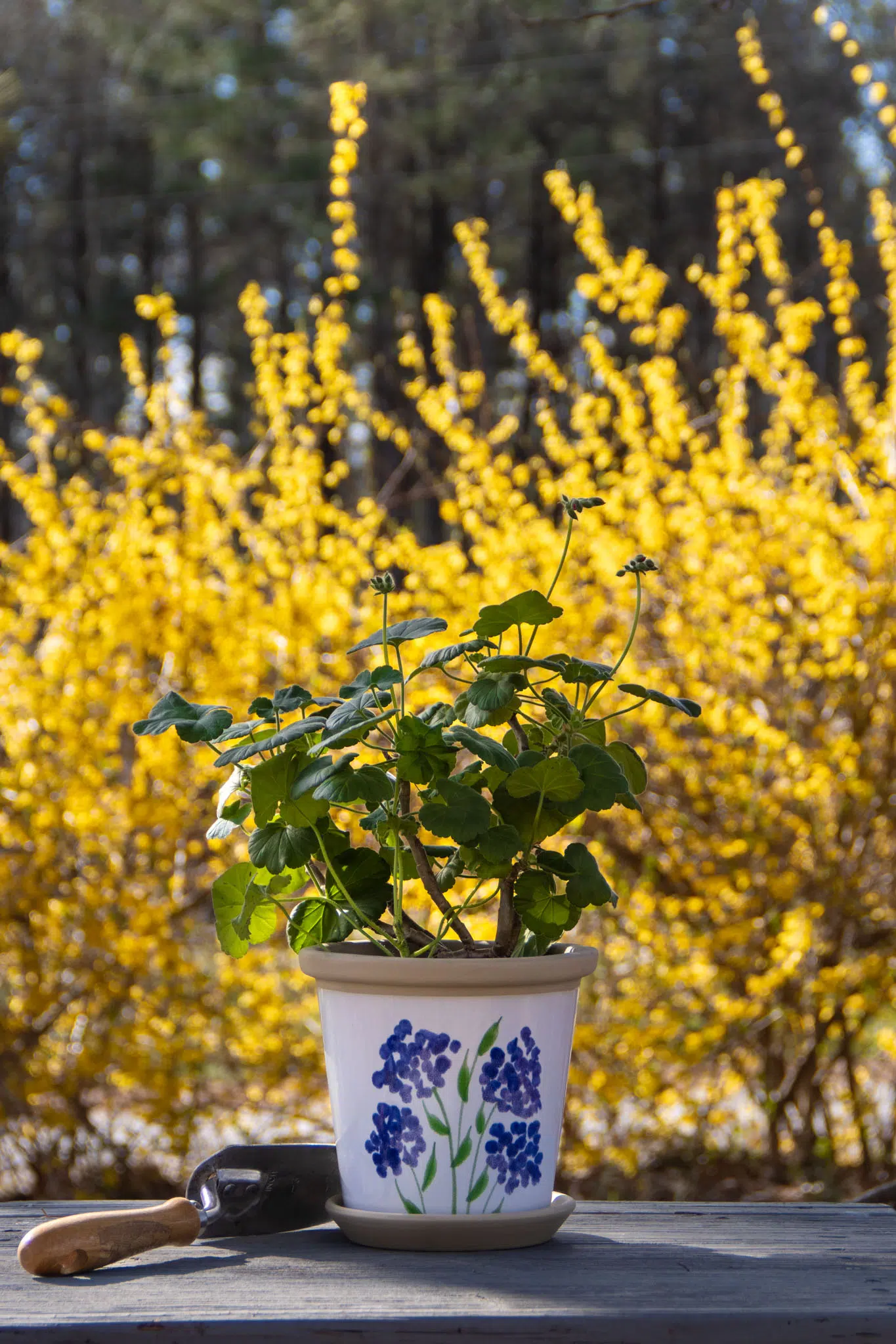 2026 Handmade Pottery Spring Gift Guide 4 Hydrangea Flower Pot flower background and plant in pot.