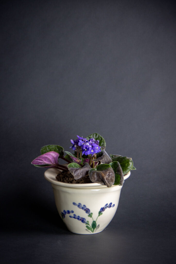 African Violet in Lavender Pot