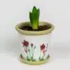 Red Poppy Flower Pot Bud