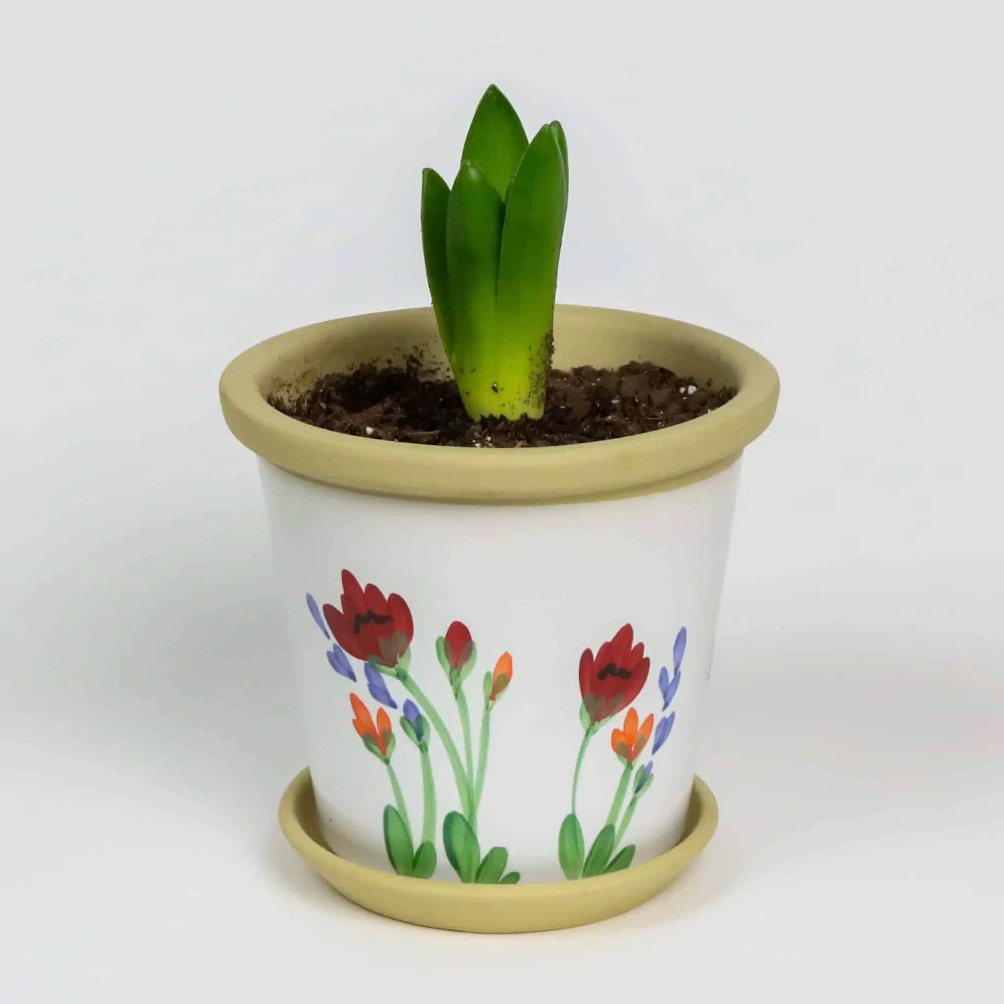 Red Poppy Flower Pot Bud
