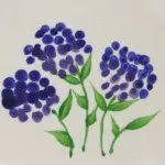 Hydrangea