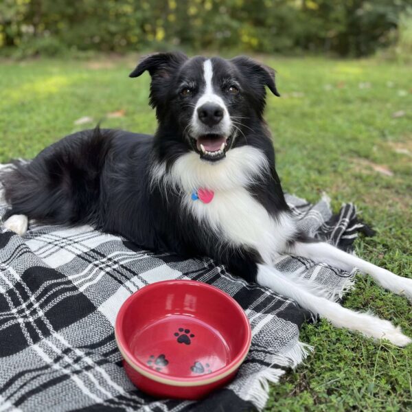 Dog Bowls