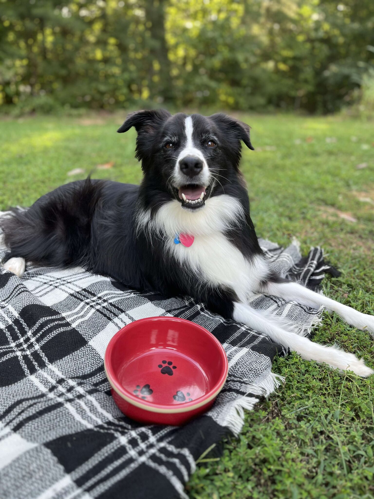 2026 Handmade Pottery Summer Gift Guide 13 dog with red dog bowl